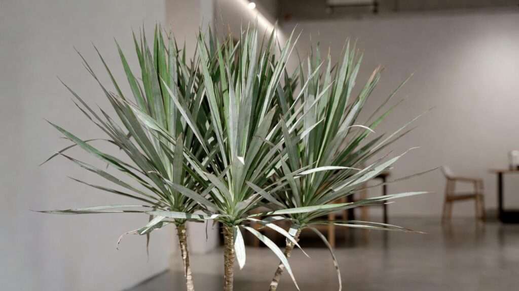 Silver Dragon Plant