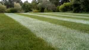 best grass for stripes