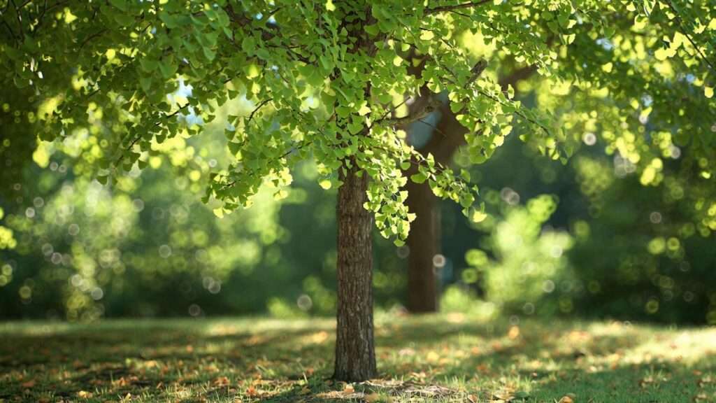 columnar ginkgo tree