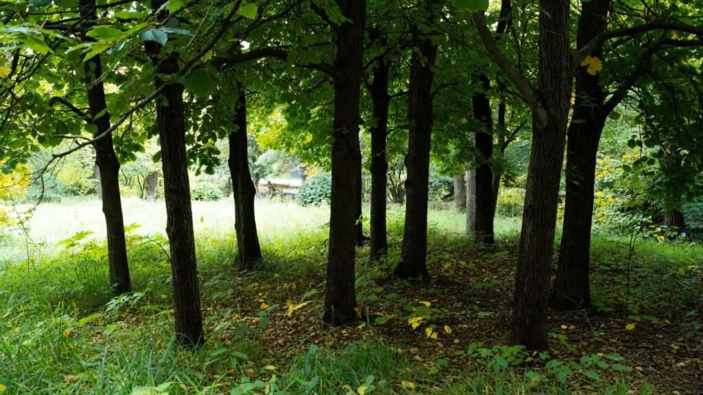 columnar maple trees