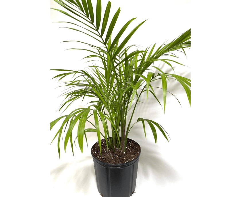 Majesty Palm, Ravenea Rivularis Live Indoor Plant, Exotic Tropical Houseplant, Gift for New Home, Living Room or Office Dec