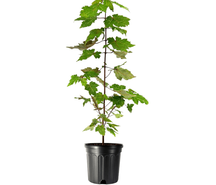 
Red Maple | 3 Large Gallon Size Plants | Acer Rubrum | Fast Growing, Beautiful Fall Foliage, Shade Tree, Low Maintenance, Ideal for Landscaping, Stunnin