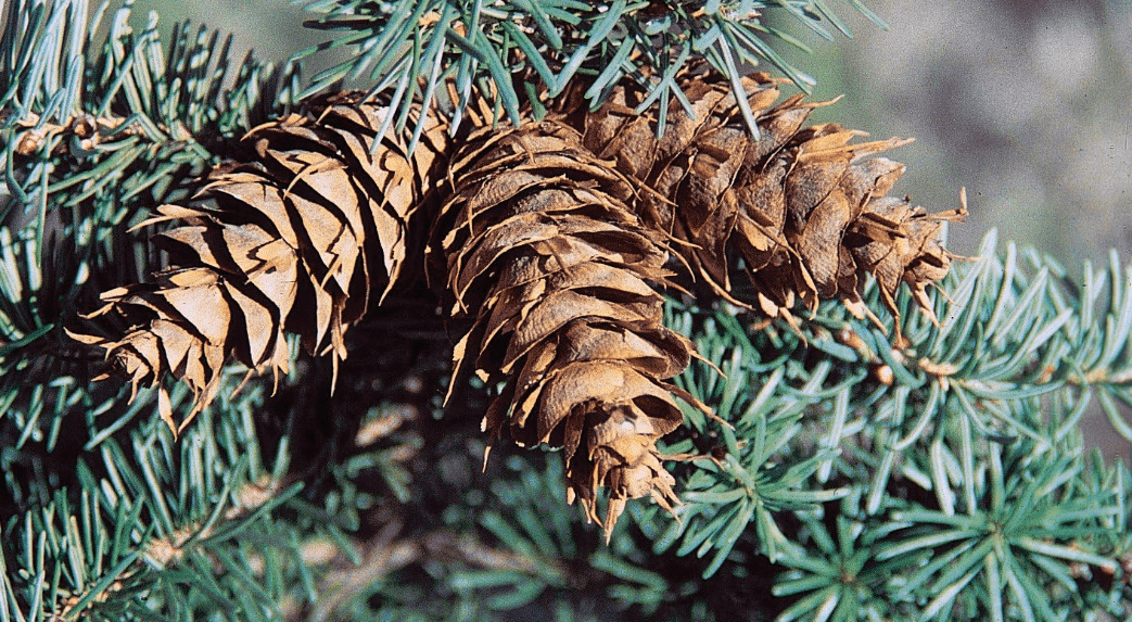  20 Seeds Douglas Fir Tree Seeds Pseudotsuga menziesii