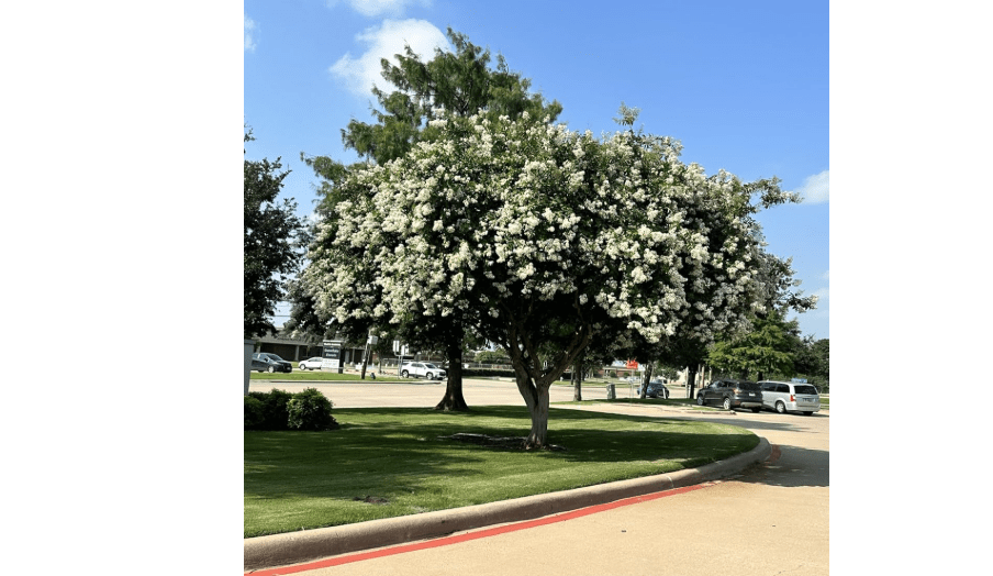  Natchez Crape Myrtle Tree – Quart Containers, 6-12 inches Tall | Fast-Growing, White Flowering Live Plant for Outdoor Landscape, Garden & Patio 