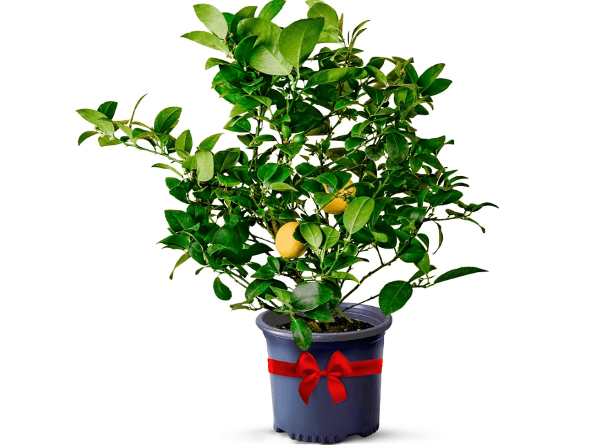 
Meyer Lemon Trees Live Plants Outdoor 18-22" Tall - Dwarf Fruit Trees Potted Cannot Ship: CA/AZ/TX/LA – Mini Lemons Plant, Citrus Tree, Indoor Fruit
