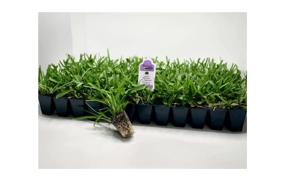 
Palmetto St. Augustine Grass Plugs