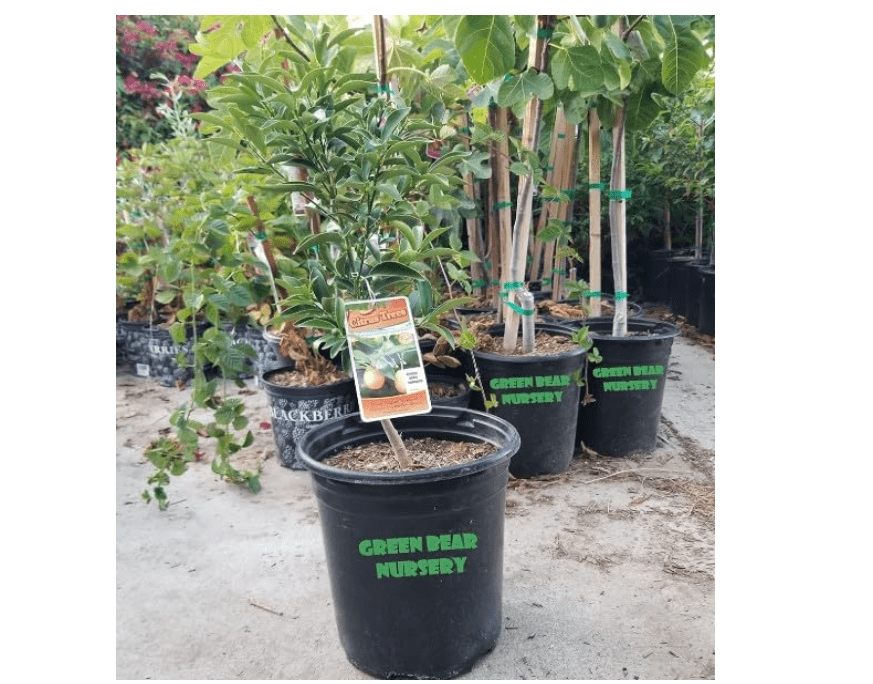 
Kumquat Fruit Tree Grafted Semi Dwarf Potted (Nagami Kumquat, 5 Gallon