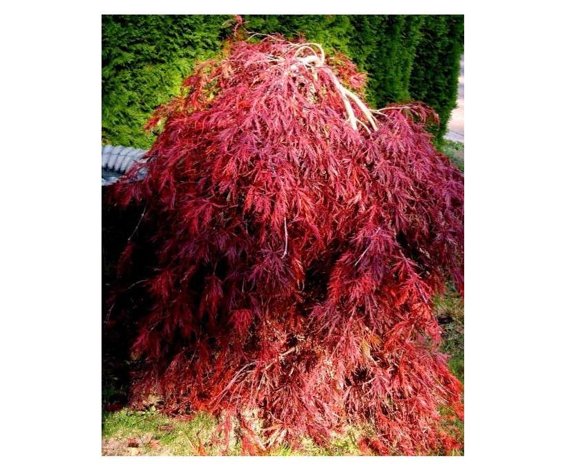 Red Dragon Weeping Lace Leaf Japanese Maple 2 - Year Live Plant