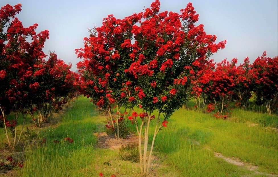 Red Rocket Crape Myrtle Tree - Live Plant - (1 QT) - True Red Blooms