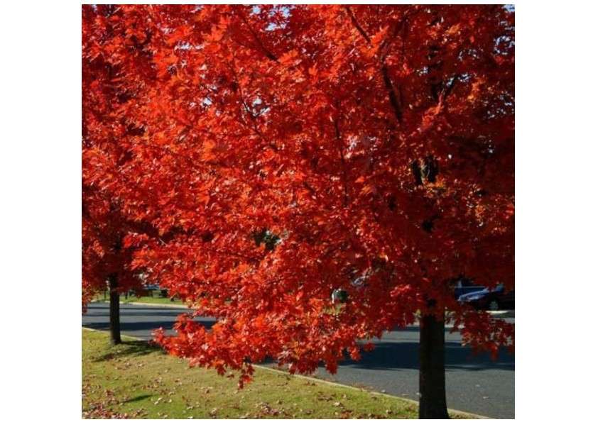 Autumn Blaze Maple Tree - 1 Gallon, Established Roots Potted - Acer x Freemanii, Fast Growing Tree, Fall Colors