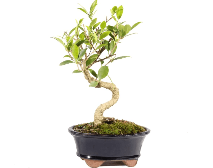 Brussel's Bonsai Live Golden Gate Ficus Indoor Bonsai Tree - Small, 4 Years, 5 to 8 In - Live Bonsai Tree in Ceramic Bonsai Pot
