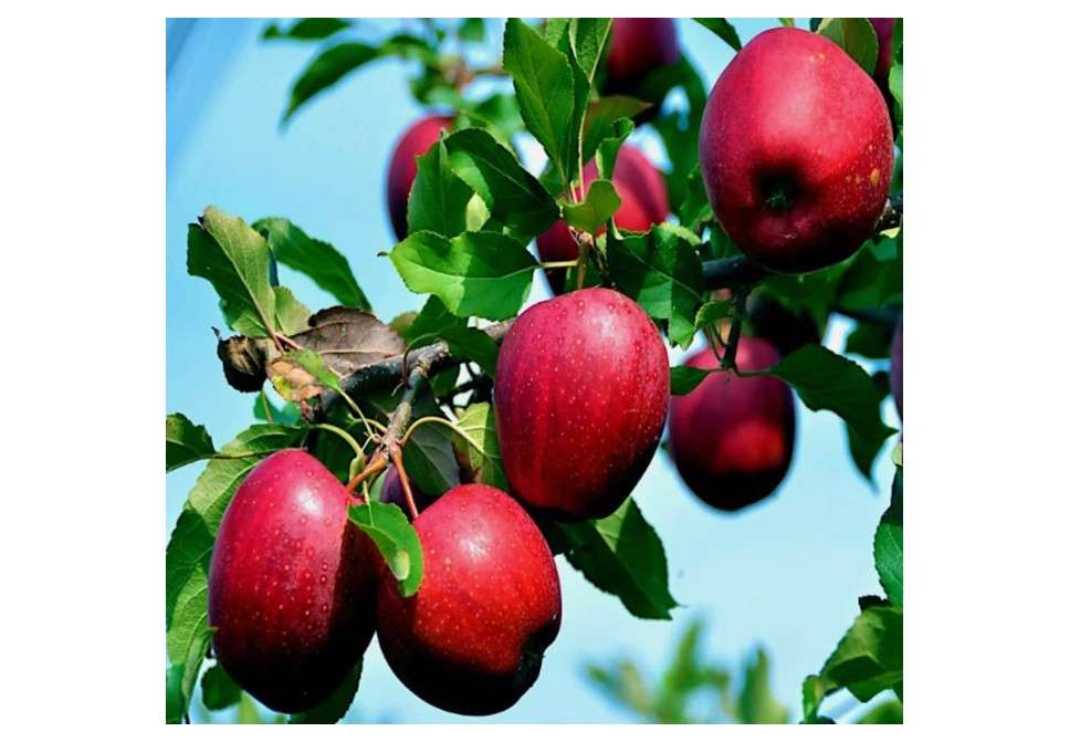 30PCS Paradise Apple Seeds Malus Domestica Fruit Tree Seeds Heirloom
