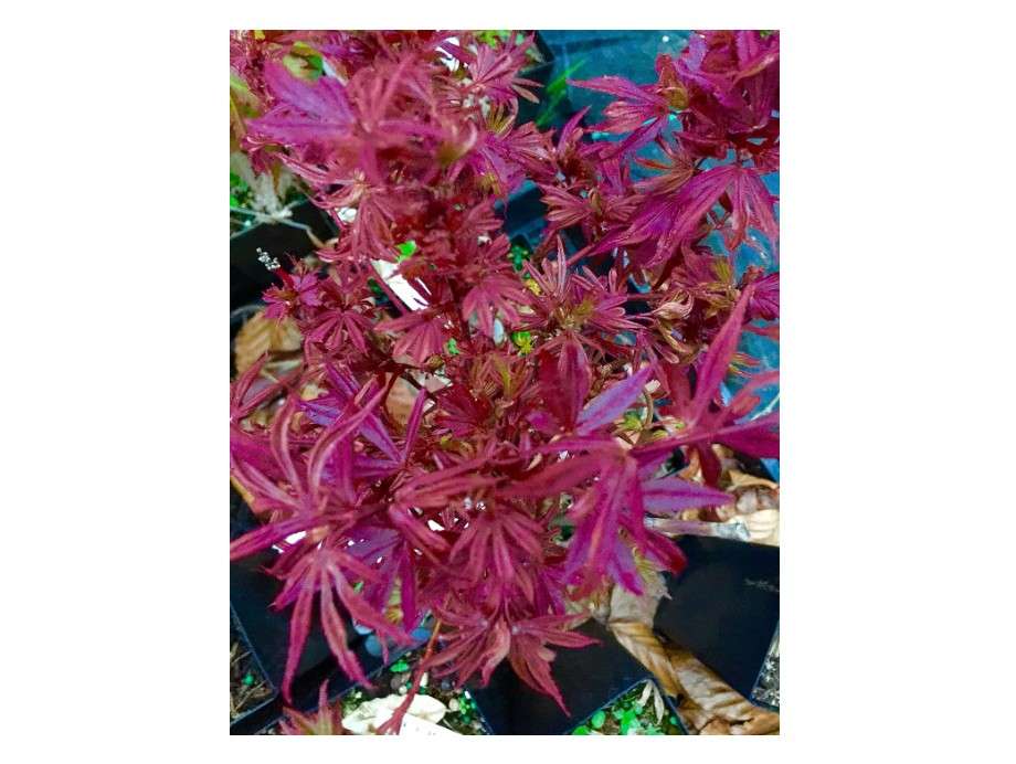 Fireball Japanese Maple 2 - Year Live Plant