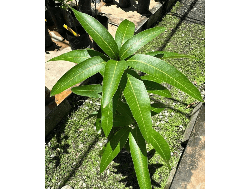 
Grafted Mango (mangifera Indica) 3-4ft Arbol Tropical Live Tree