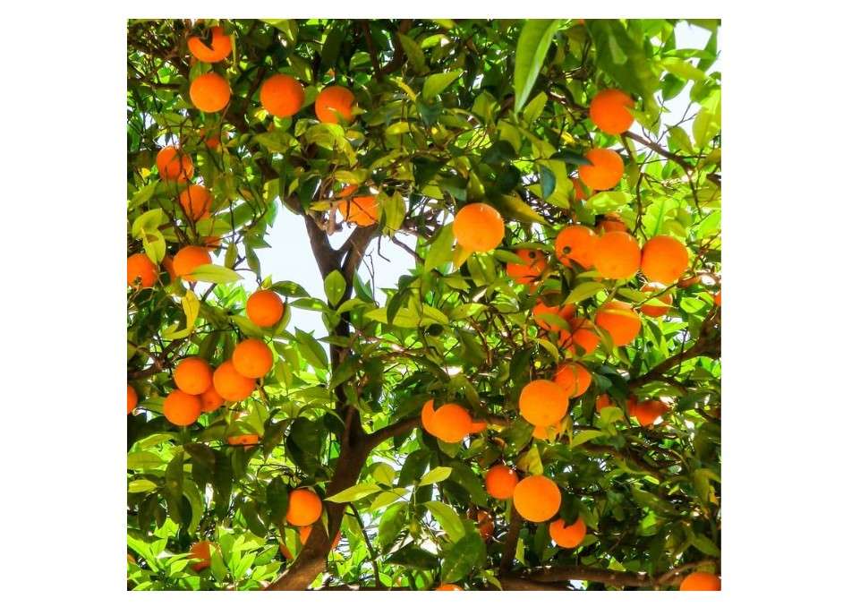 Navel Orange Tree for Planting, Red Navel Orange Fruit Tree 2 to 3 Feet Height No Ship to CA