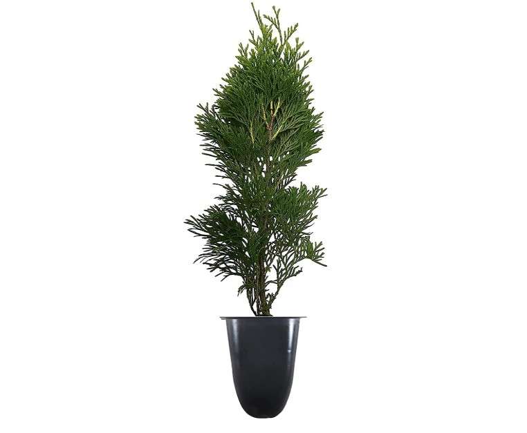 Thuja Emerald Green Arborvitae - 10 Live Plants - 2" Pot Size - Evergreen Privacy Tree