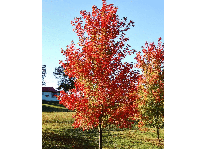 
Autumn Blaze Maple, Deciduous, Shade Tree, Fast Growing, 7 gal Nursery Pot (Due to Agricultural Laws, we Cannot Ship to CA, AZ, AK, or HI