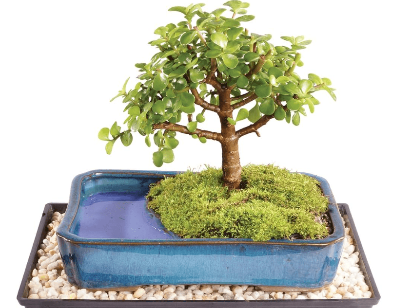 Brussel's Bonsai Live Dwarf Jade Bonsai Tree, Indoor - Medium, 4 Years Old, 8 to 12 Inches Tall - Decorative Water Bonsai Pot with Bonsai Tra