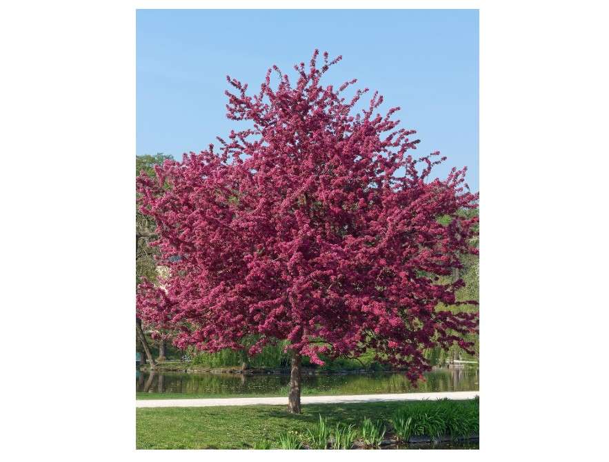 Prairiefire Crabapple Tree, Vibrant Pink Flowering, Deciduous, Luscious Dark Red Foliage, 7 gal, Nursery Pot (Due to Agricultural Laws, we Cannot Ship to CA...