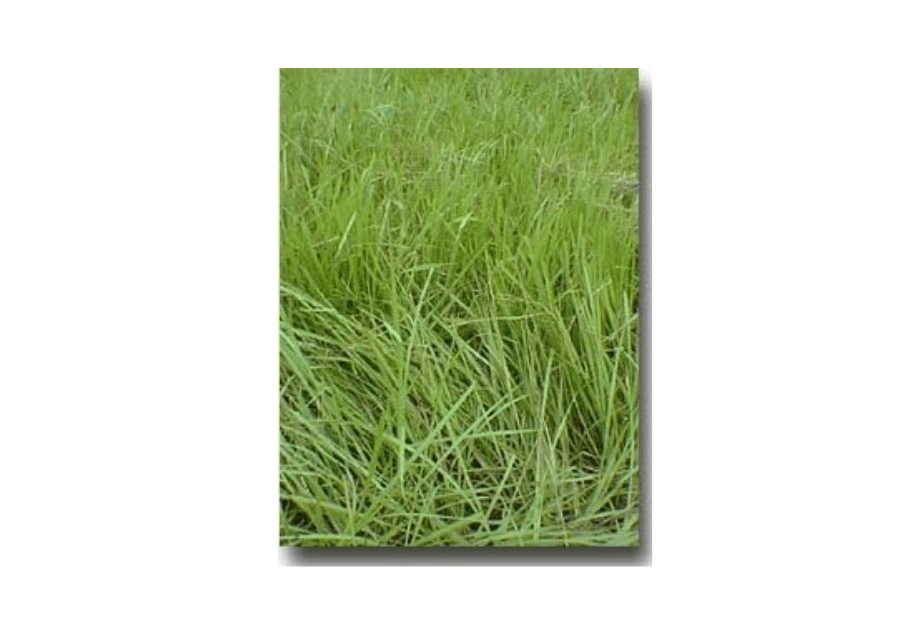 SeedRanch Pensacola Bahia Grass Seed (Coated) - 25 Lbs