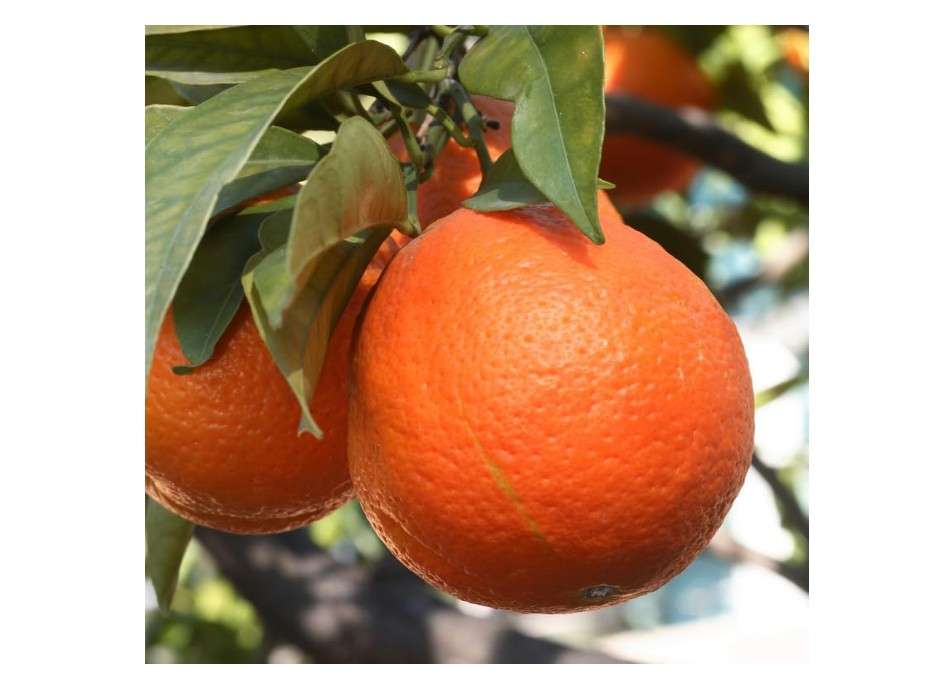 Orange Plant, Navel Orange Tree for Planting, Live Navel Orange Tree, Navel Orange Fruit Tree Grafted 2 to 3 Feet Tall Including Pot No Ship to CA