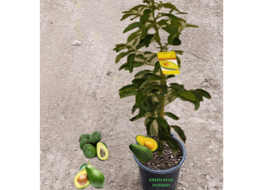 
Fuerte Avocado Tree Persea Americana