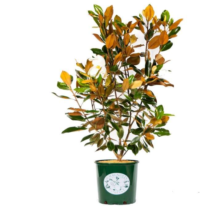 Magnolia Tree Little Gem Variation, Live Plant, Magnolia Flower, 3-4 Feet Tall, Low Maintenance Plant Perfect for Home Growers, Southern Landscaping, by The...