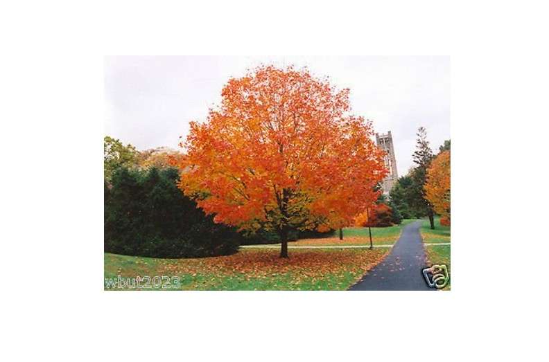 Sugar Maple, Tree Seeds (Acer saccharum) provides the sap for making maple syrup