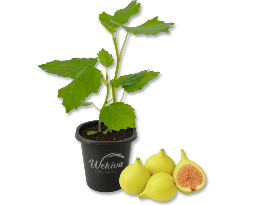 LSU Gold Fig Tree - 1 Live Starter Plant - Ficus Carica - Edible Fruit Tree for The Patio and Garden