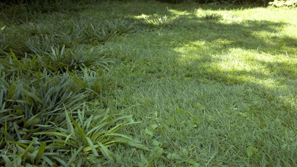 Best Pennington Grass Seed