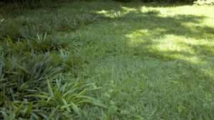 Best Pennington Grass Seed