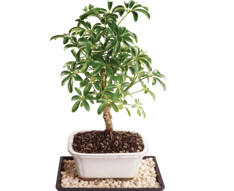 Brussel's Bonsai Live Hawaiian Umbrella Bonsai Tree - Small, 3 Year, 4 to 7 Inches Tall - Indoor Bonsai Tree with Bonsai Pot and Bonsai Tray