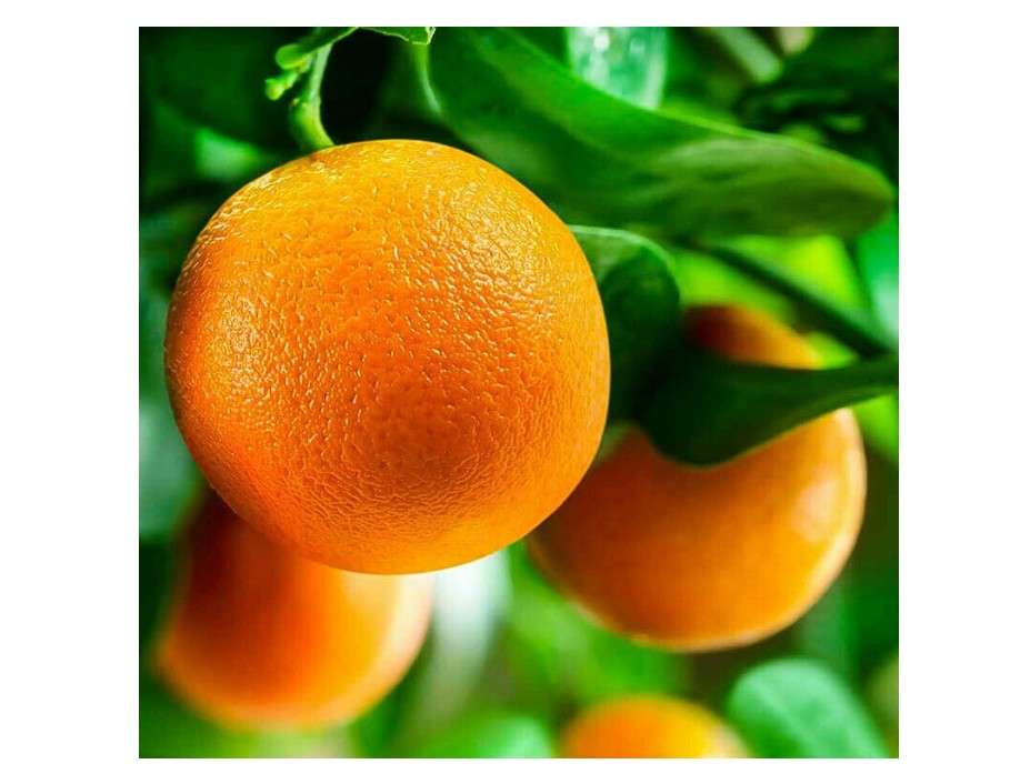 Live Plant - Washington Navel Orange Tree - Semi-Dwarf - 18-36" Tall - Live Citrus Plant
