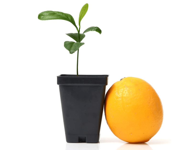 
Meyer Lemon Tree Starter Plant. Citrus x meyeri. 3