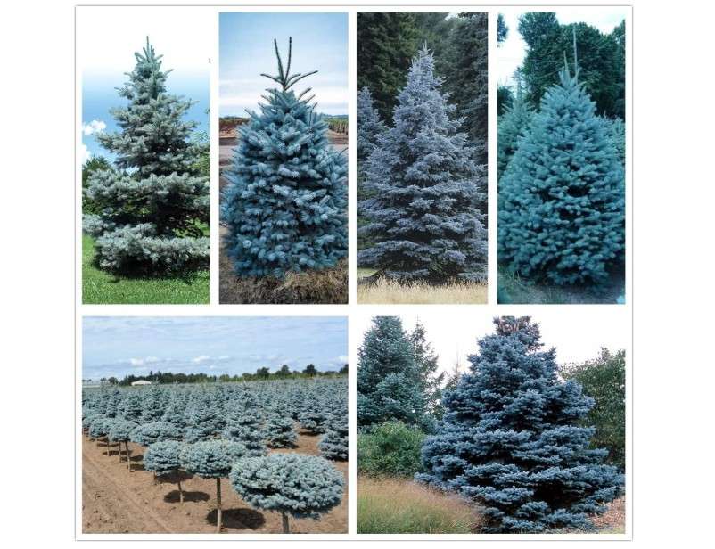 Blue Spruce Seeds for Planting | 50 Seeds | Colorado Blue Spruce, Picea pungens glauca | Attractive Trees for Privacy or Landscaping