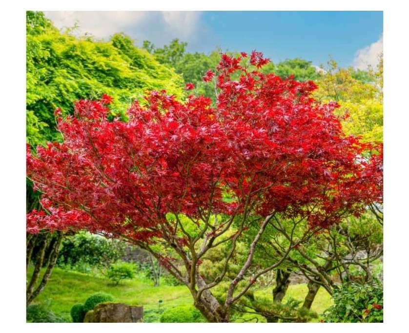 Red Japanese Maple Trees 2-Pack – Live Plants, 2-3 Ft Tall, Stunning Foliage