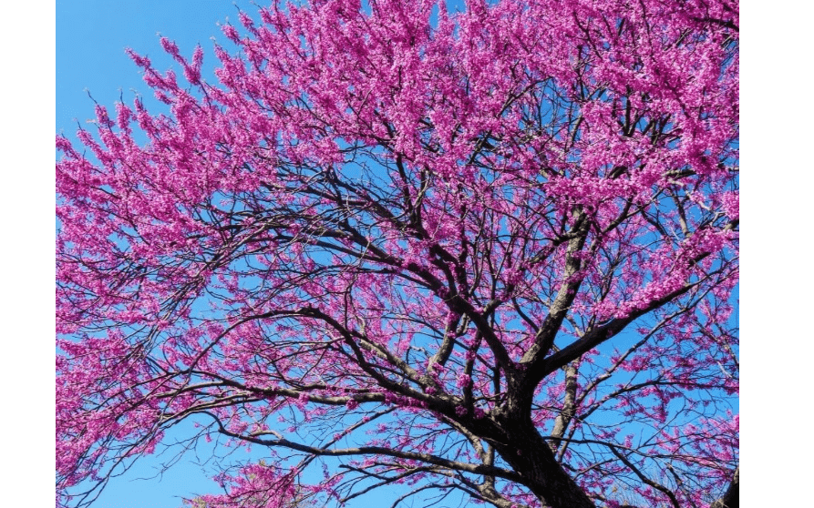 
5 Eastern Redbud Trees - 8-12" Tall Seedlings - Ornamental Spring Blooming Live Plant - Cercis Canadensis - (5 Pack