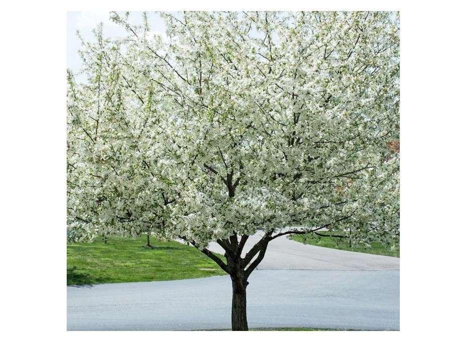 Harvest Gold Crabapple Tree, White Flowering, Deciduous, Golden-Yellow Fruit, 7 Gallon-(Due to Agricultural Laws, we Cannot Ship to CA, AZ, AK, or HI)