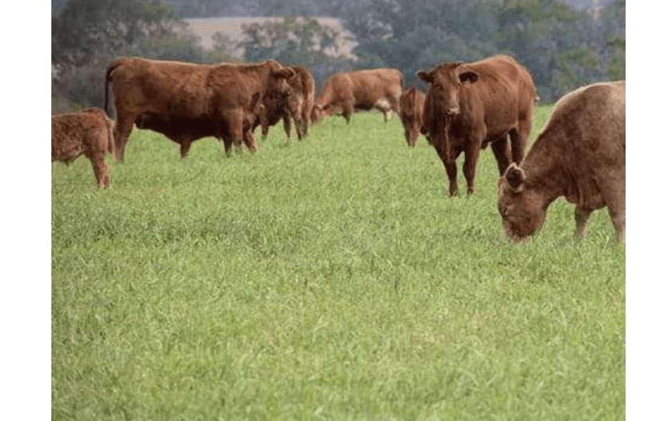 Hancock Seed Co. Cattle Pasture Grass Seed Mix, Warm Climate, 50 lbs