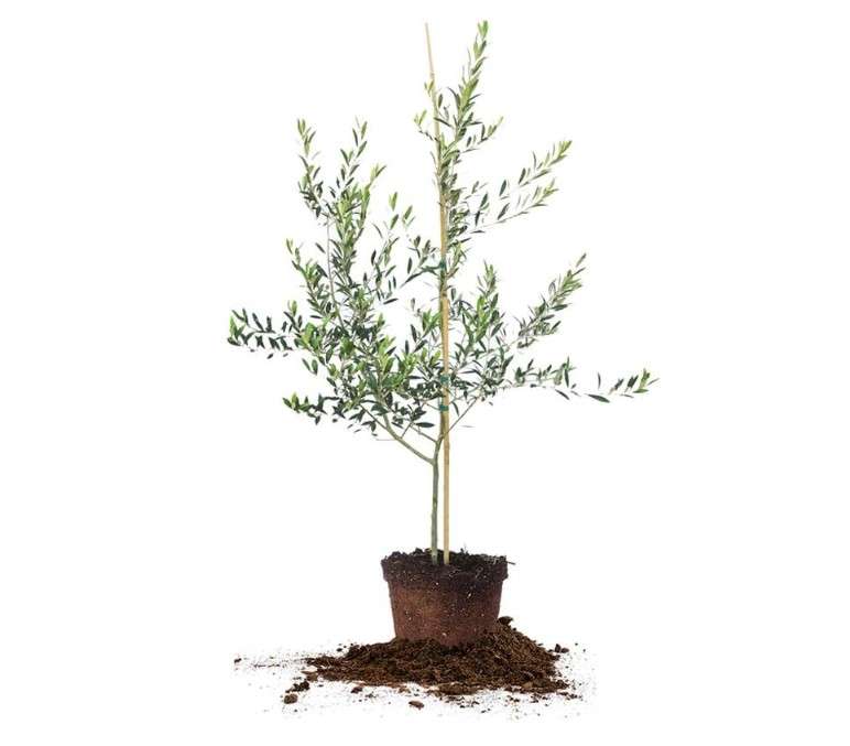 Arbequina Olive 3-4' 
