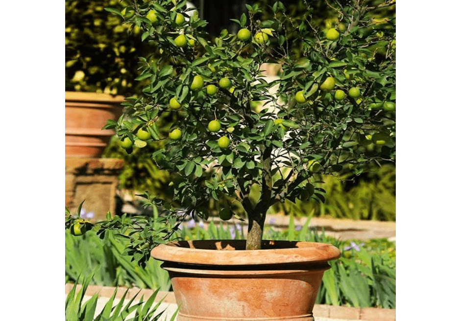 
Brighter Blooms - Key Lime Tree, 1-2 ft. - No Shipping to AL, AZ, CA, FL, GA, LA, MS, OR, TX