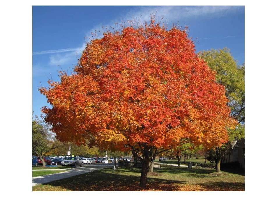 Sugar Maple Shade Tree - Live Plant Shipped 2 to 3 Feet Tall by DAS Farms (No California)