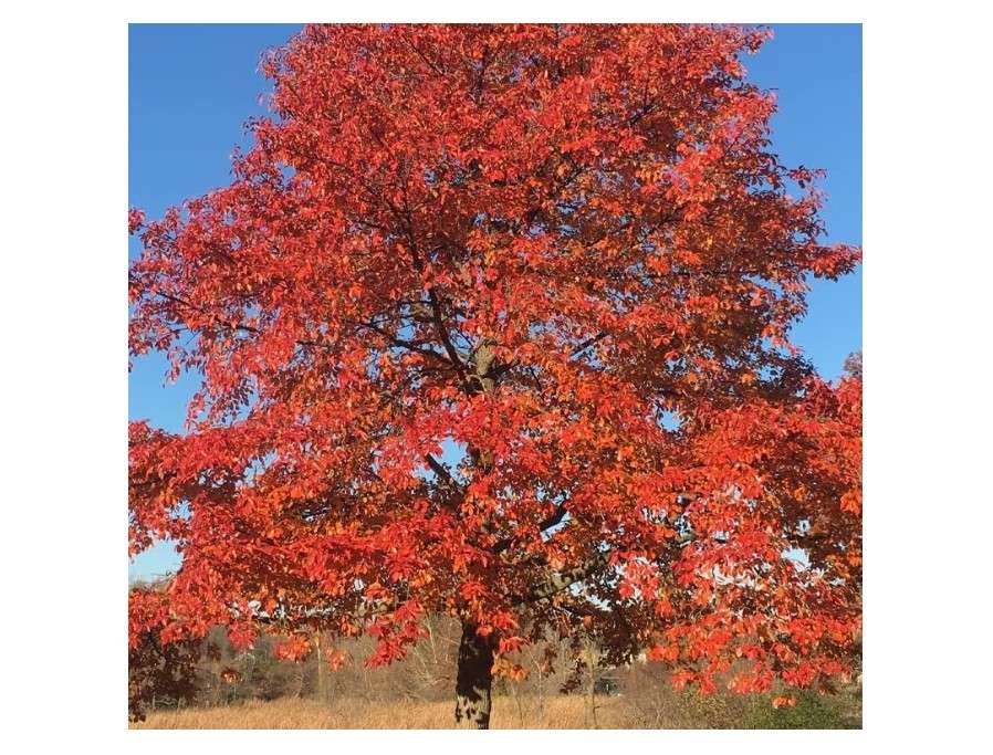 Blackgum Tree Seeds for Planting (30 Seeds) - Nyssa sylvatica