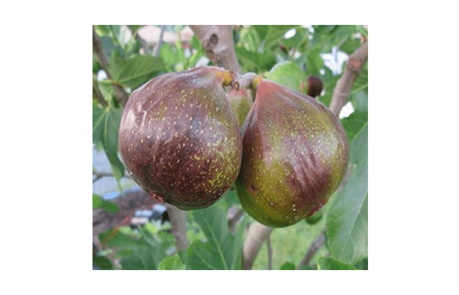 Olympian Fig (ficus carica) - Live Plant (