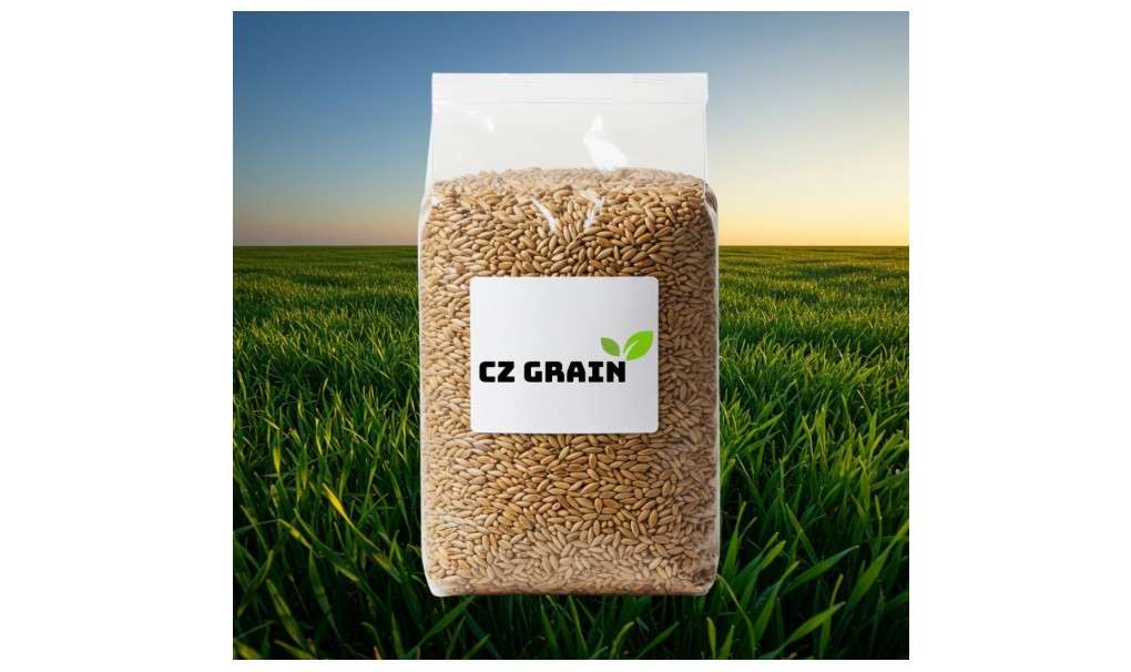 Perennial Ryegrass Seeds for Planting - Premium Quality Non-GMO Grass Seed for Lawns, Pastures, and Sports Fields (1/2 Pound)