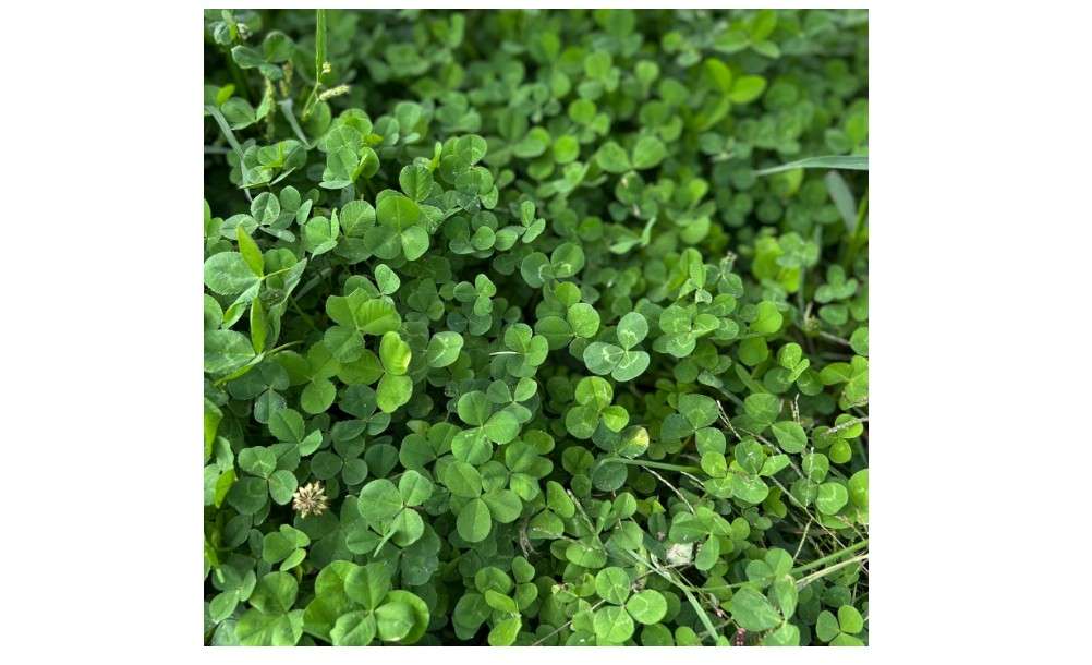 Micro Clover Seed for Lawn - 1 Lb - ~400,000 Microclover Seeds for Planting - Drought-Tolerant Mini Grass Alternative by Mountain Valley Seed Company
