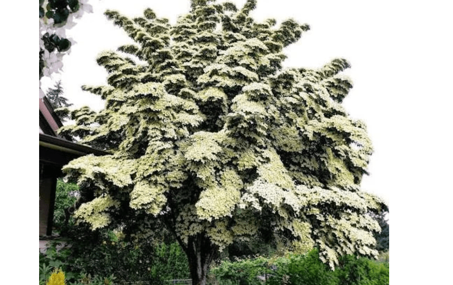 
Dogwood Tree Live Plant, Flowering Dogwood Plant Well Rooted in Quart Pot, Dormant Hardy Ornamental Tree (Kousa Dogwood)
