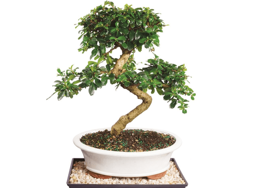 Brussel's Bonsai Live Fukien Tea Bonsai Tree - Large, 14 Year, 14 to 20 inches Tall - Indoor Bonsai Tree Live with Ceramic Bonsai Pot and Bonsai Tray