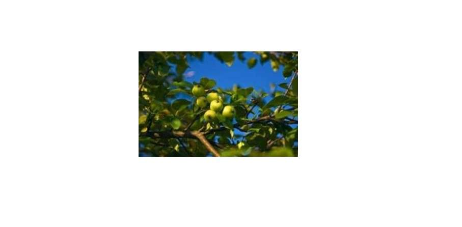 TriStar Plants - Southern Crabapple Tree - 1 Gallon Trade Container, 3'-4'ft - Flowering Crabapple Tree, Malus Angustifolia, Paradise Apple, Wild Apple