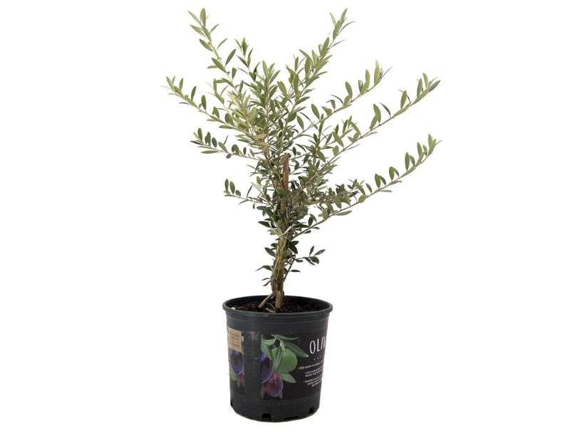 American Plant Exchange Arbequina Olive Tree – Live 7.5-Inch Pot, Fruit Bearing Tree, Cold Hardy Edible Variety for Containers, Patios, and... 